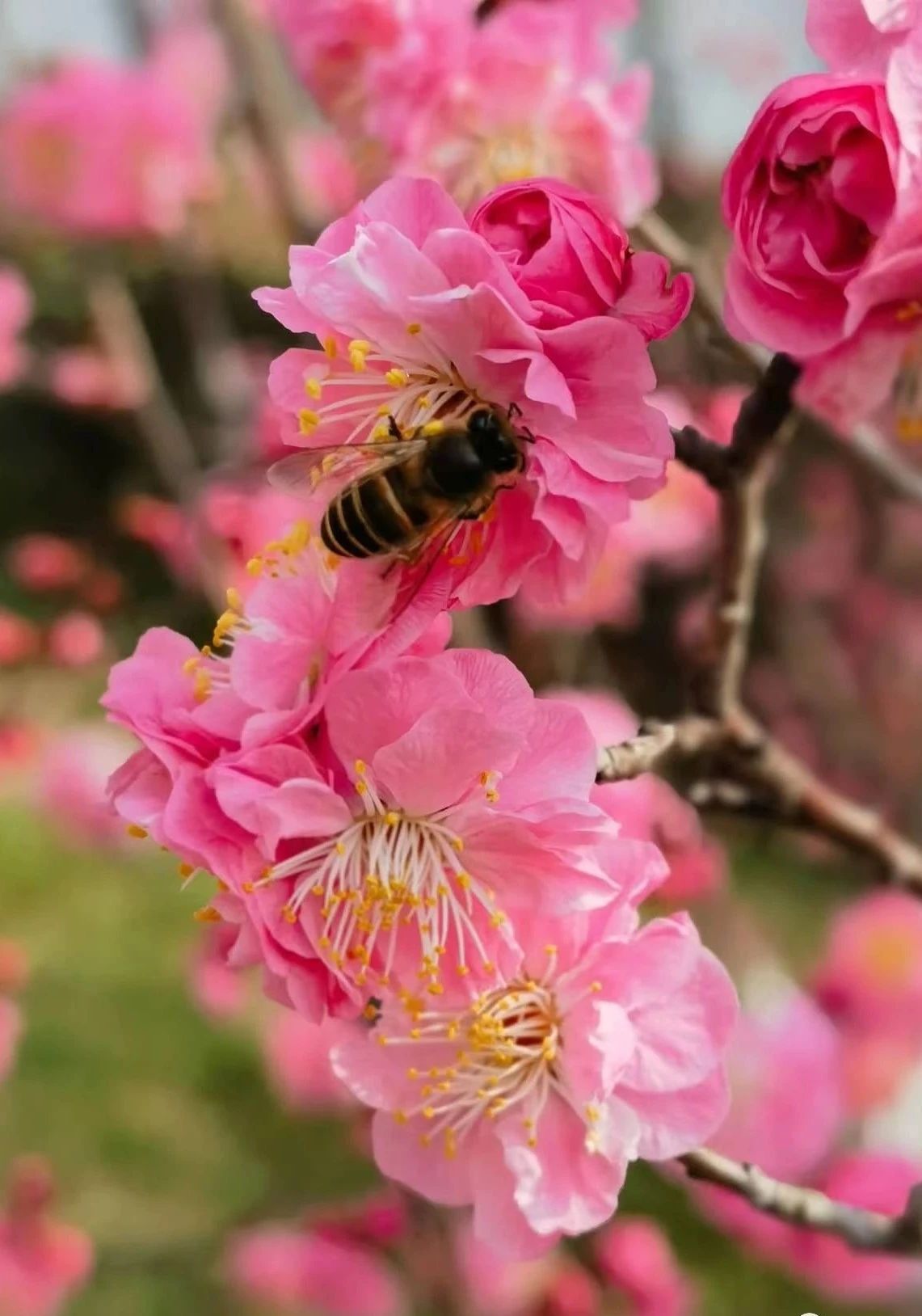 1677458384649773.jpg 0001.jpg